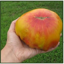 Tohum Dünyam 10 Adet Eski Büyük Alman Domates Tohumu