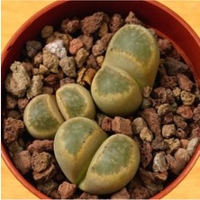 Tohum Dünyam Lithops Geyeri Sukulent Tohumu