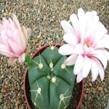 Tohum Dünyam Gymnocalycium Horstii Kaktüs Tohumu