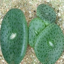 Tohum Dünyam Conophytum Obcordellum Ssp Ceresianum Sukulent Tohumu