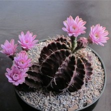 Tohum Dünyam Chin Cactus Kaktüs Tohumu