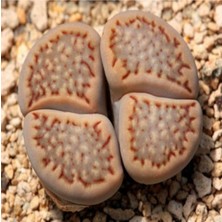 Tohum Dünyam Lithops Hallii Sukulent Tohumu