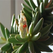 Tohum Dünyam Pachyphytum Viride Sukulent Tohumu