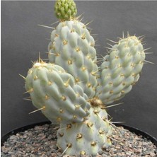 Tohum Dünyam Miquelopuntia Miquelii Kaktüs Tohumu