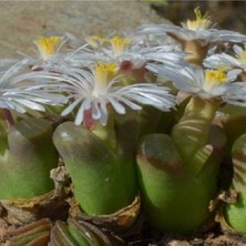 Tohum Dünyam Conophytum Concordans Sukulent Tohumu