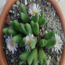 Tohum Dünyam Conophytum Blandum Sukulent Tohumu