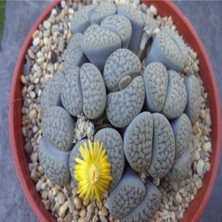 Tohum Dünyam Lithops Hookeri V Susannae Sukulent Tohumu