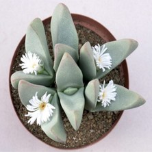 Tohum Dünyam Conophytum Herreanthus Sukulent Tohumu