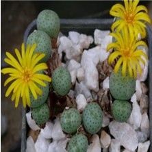Tohum Dünyam Conophytum Flavum Ssp Novicium Sukulent Tohumu