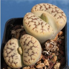 Tohum Dünyam Lithops Gracilidelineata Sukulent Tohumu