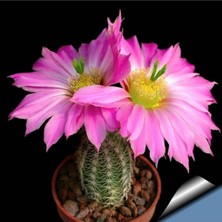 Tohum Dünyam Hedgehog Cactus Kaktüs Tohumu