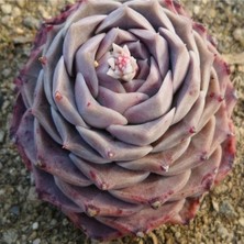 Tohum Dünyam Echeveria Hyalina Sukulent Tohumu