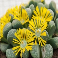 Tohum Dünyam Lithops Helmutii Sukulent Tohumu