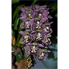 Tohum Dünyam 10 Adet Egzotik Renk Orkide Çiçek Tohumu