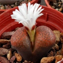 Tohum Dünyam Conophytum Verrucosum Sukulent Tohumu