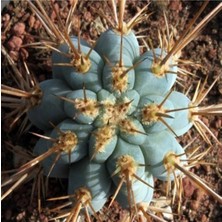 Tohum Dünyam Browningia Hertlingiana Kaktüs Tohumu