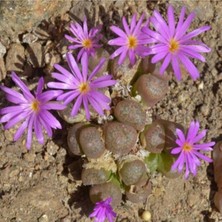 Tohum Dünyam Conophytum Arthurolfago Sukulent Tohumu