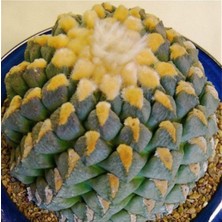 Tohum Dünyam Ariocarpus Fissuratus Kaktüs Tohumu