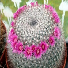 Tohum Dünyam Mammillaria Hahniana Kaktüs Tohumu