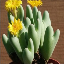 Tohum Dünyam Conophytum Bilobum Sukulent Tohumu