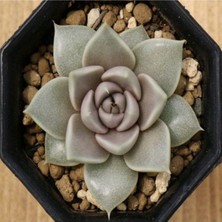 Tohum Dünyam Echeveria Tobarensis Sukulent Tohumu