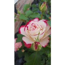 Tohum Dünyam 10 Adet Beyaz-Pembe Kenarlı Gül Çiçeği Tohumu