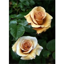 Tohum Dünyam 5 Adet Irısh Cream Gül Tohumu