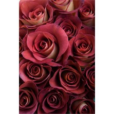 Tohum Dünyam 5 Adet Leonidas Gül Tohumu