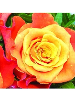 Tohum Dünyam 5 Adet Ateş Perisi Gül Tohumu