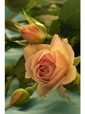 Tohum Dünyam Kokulu Somon Rengi Güll Tohumu 20 Adet