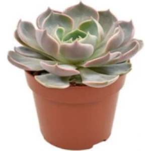 Egzotik Bahçe Egzotikbahçe Echeveria Metalica - Gri Renkli Gül Formunda Sukulent