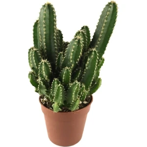 Egzotik Bahçe Cereus Floridanus - Kaktüs