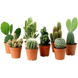 Egzotikbahçe Kaktüs 5 Adet Farklı Kaktüs Seti Cactus Teraryum Ev Ofis Bitkisi