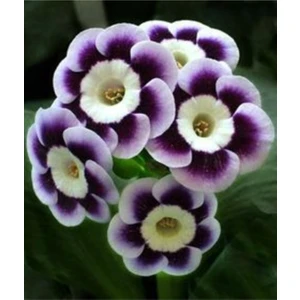 Tohum Dünyam Renkli Çuha Çiçeği Tohumu 10 15 Adet