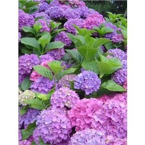 Tohum Dünyam Pembe Karışık Ortanca Çiçeği Tohumu-10 15 Adet