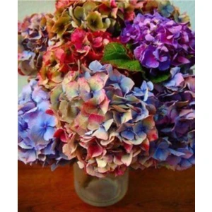 Tohum Dünyam Yanardöner Ebruli Ortanca Çiçeği Tohumu 10 15 Adet