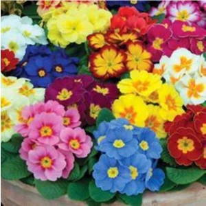 Tohum Dünyam Karışık Renkli Çuha Çiçeği Tohumu 10 15 Adet