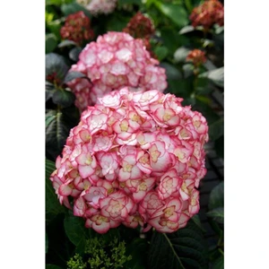 Tohum Dünyam Ebruli Pembe Ortanca Çiçeği Tohumu-10 15 Adet