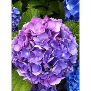 Tohum Dünyam 15 Adet Lila Renkli Ortanca Çiçeği Tohumu