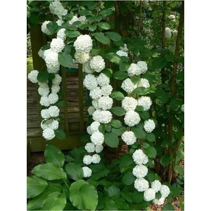 Tohum Dünyam 10 15 Adet Sarmaşık Snowball-Kartopu Çiçek Tohumu Beyaz