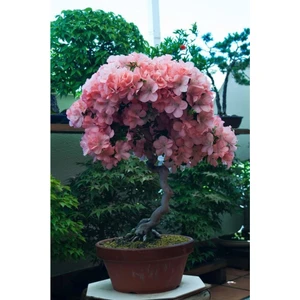 Tohum Dünyam Pembe Çiçekli Azalea Bonsai Ağacı Tohumu-10 Adet