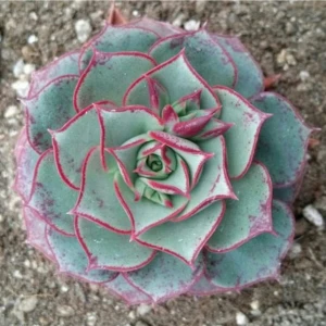Tohum Dünyam Echeveria Longissima V Brachyantha Sukulent Tohumu