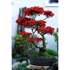 Tohum Dünyam Kırmızı Yapraklı Bonsai Ağacı Tohumu-10 Adet