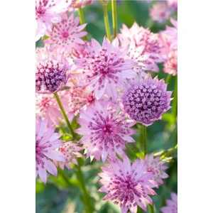 Tohum Dünyam Güzellik Yıldız-Astrantia Çiçek Tohumu 10 15 Adet