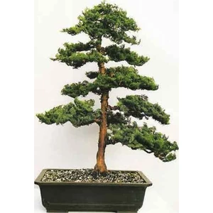 Tohum Dünyam Hinoki Çam Bonsai Ağacı Tohumu-10 Adet