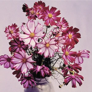 Tohum Dünyam Cosmos Bipinnatus 'candystripe' Çiçek Tohumu