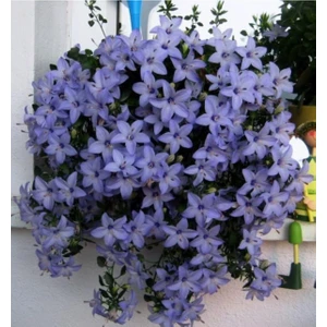 Tohum Dünyam Campanula Mavi Çan Çiçeği Tohumu 10 12 Adet