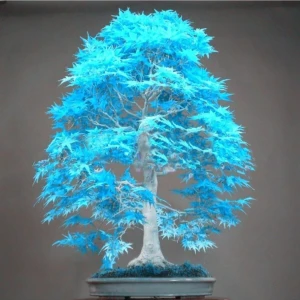 Tohum Dünyam Japon Akçaağaç Tohumu 5 Adet Turkuaz