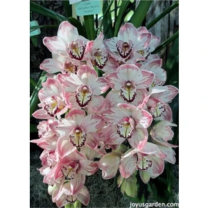 Tohum Dünyam Pembe Etekli Beyaz Orkide Çiçeği Tohumu 10 15 Adet