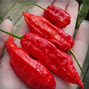 Tohum Dünyam 10 Adet Kırmızı Bhut Jolokia Biber Tohumu